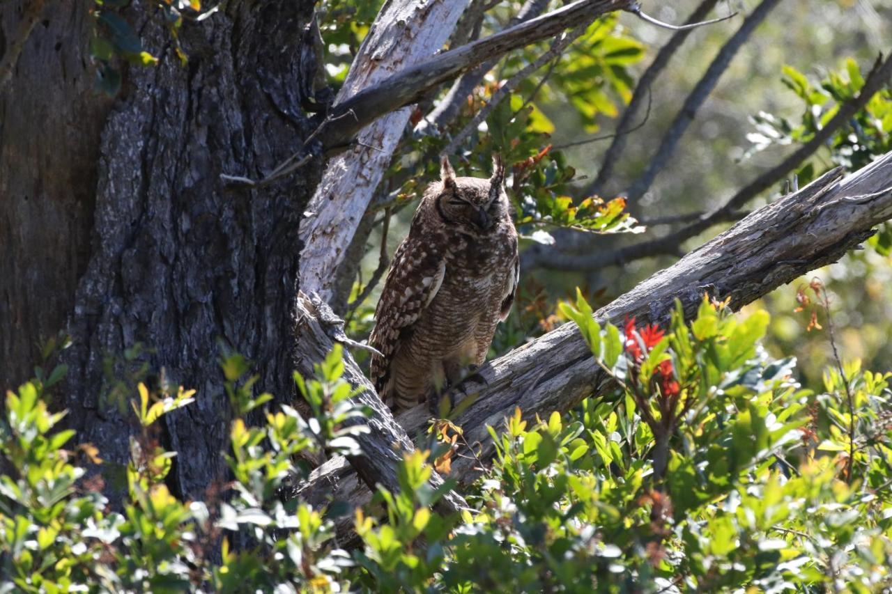 The Wood Owl Нейчерс-Валли Экстерьер фото